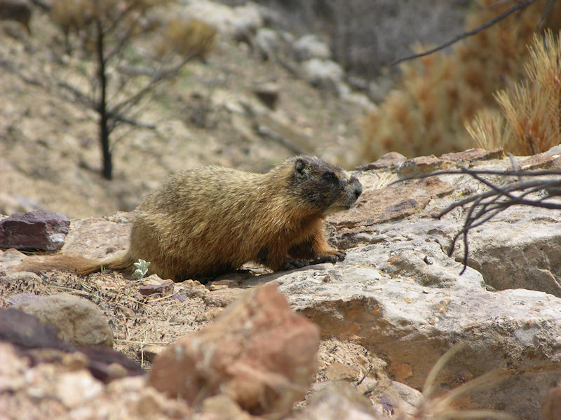 Marmot